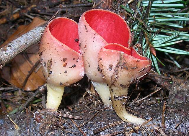 Il Risveglio dei Funghi